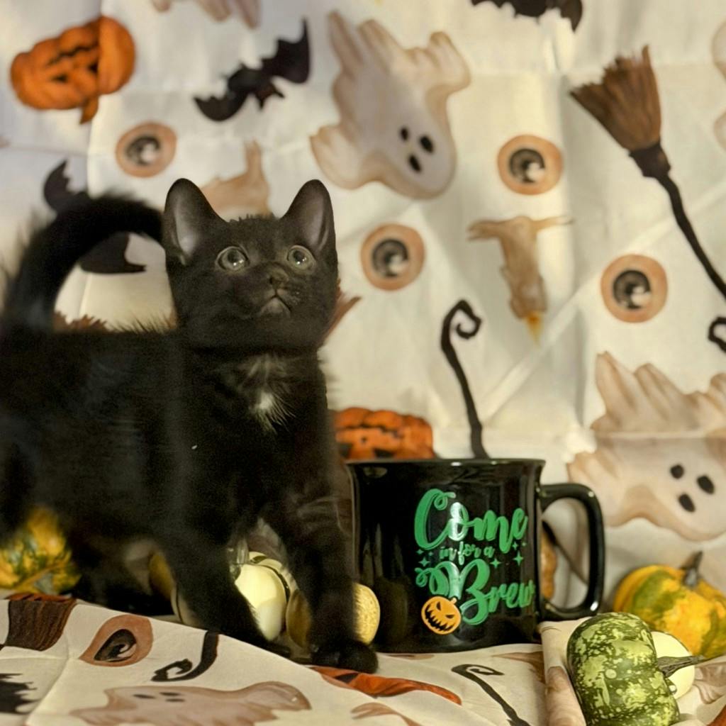 Cappuccino, a 9 weeks old Black Male Domestic Short Hair Kitten
