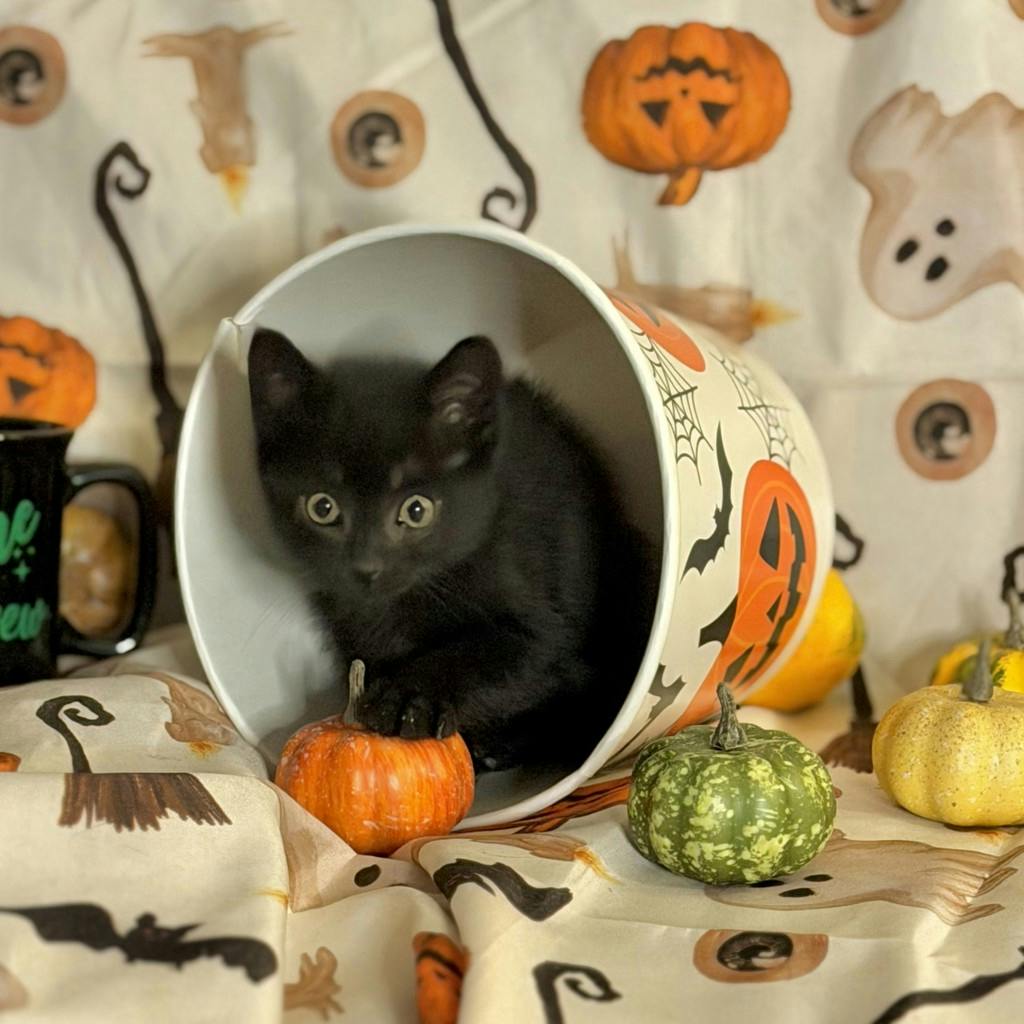 Mocha, a 9 weeks old Black Female Domestic Short Hair Kitten