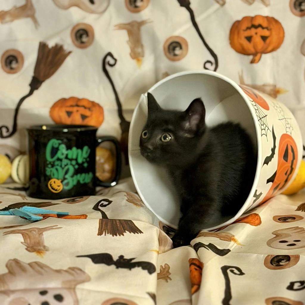Mocha, a 9 weeks old Black Female Domestic Short Hair Kitten