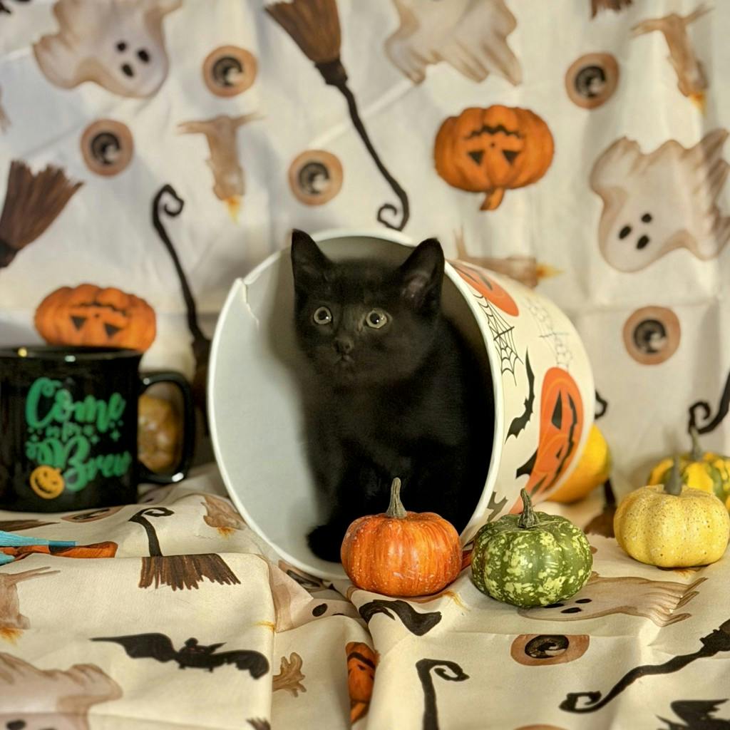 Mocha, a 9 weeks old Black Female Domestic Short Hair Kitten