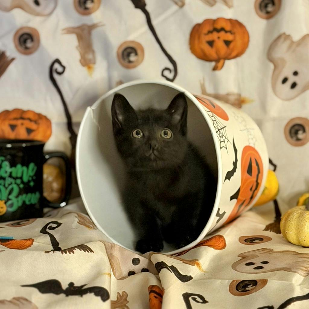 Mocha, a 9 weeks old Black Female Domestic Short Hair Kitten