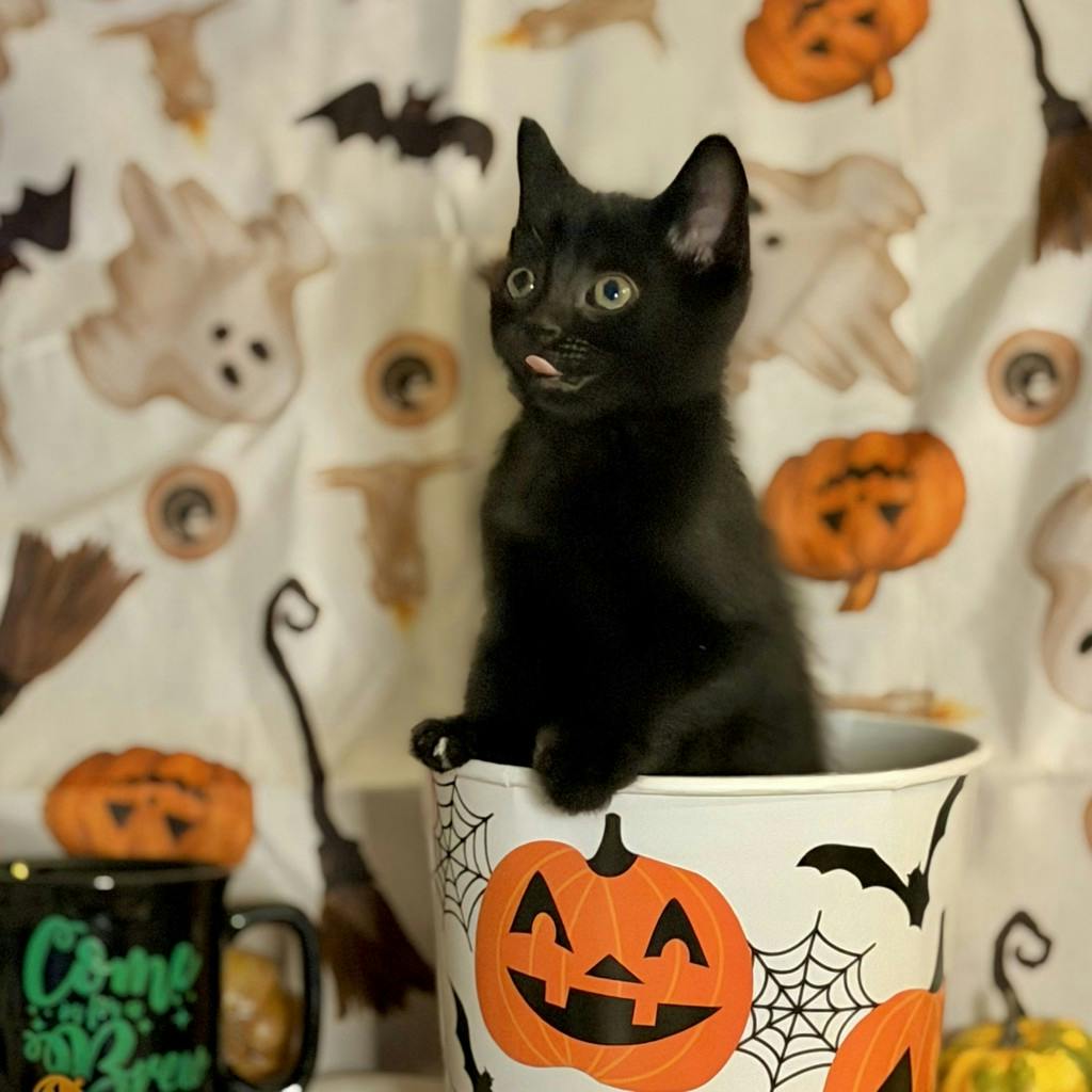 Peako, a 9 weeks old Black Male Domestic Short Hair Kitten