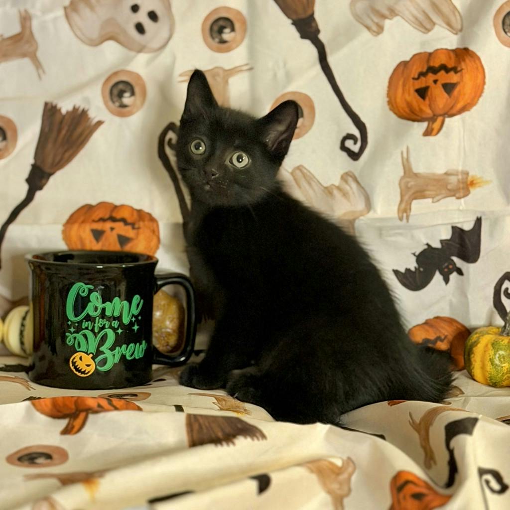 Peako, a 9 weeks old Black Male Domestic Short Hair Kitten