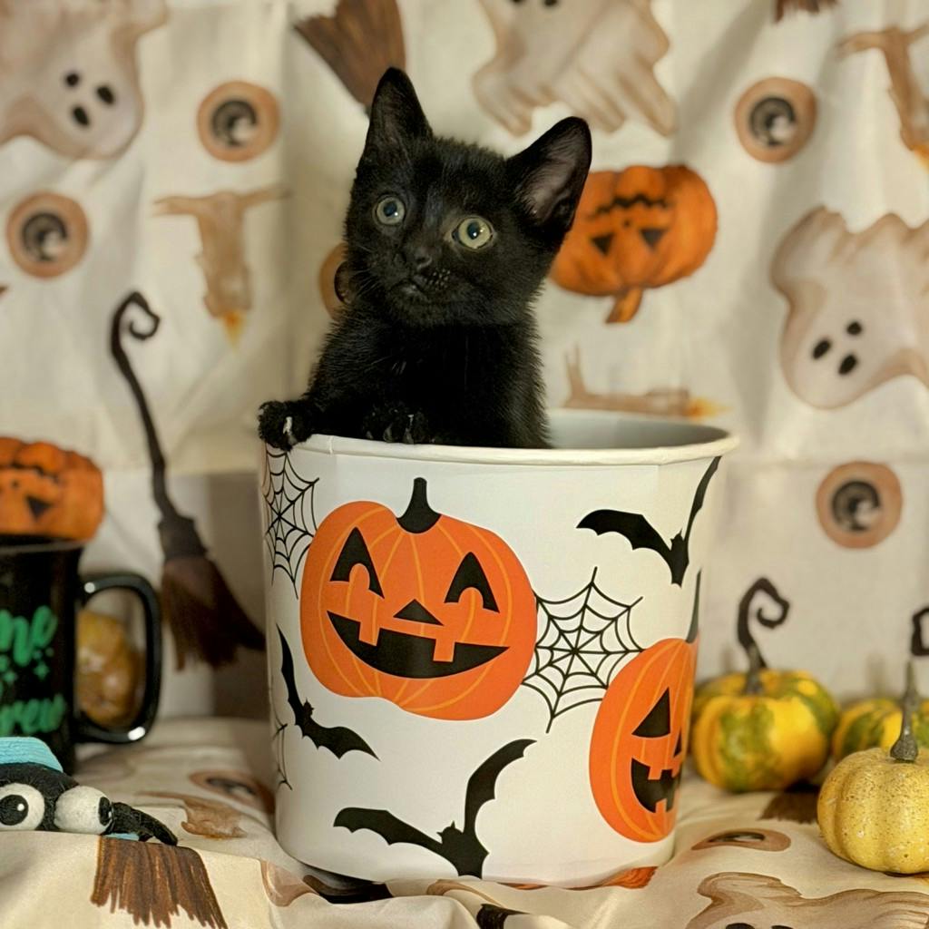 Peako, a 9 weeks old Black Male Domestic Short Hair Kitten