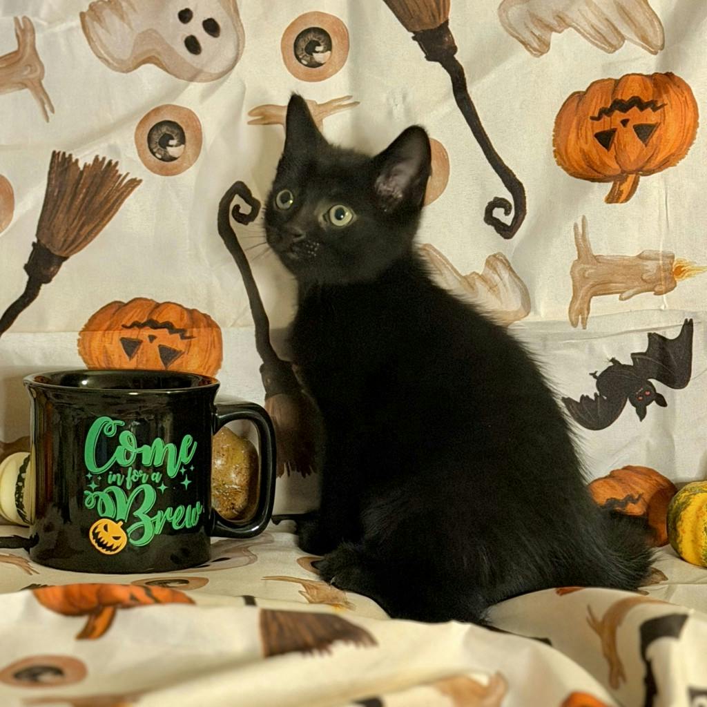 Peako, a 9 weeks old Black Male Domestic Short Hair Kitten