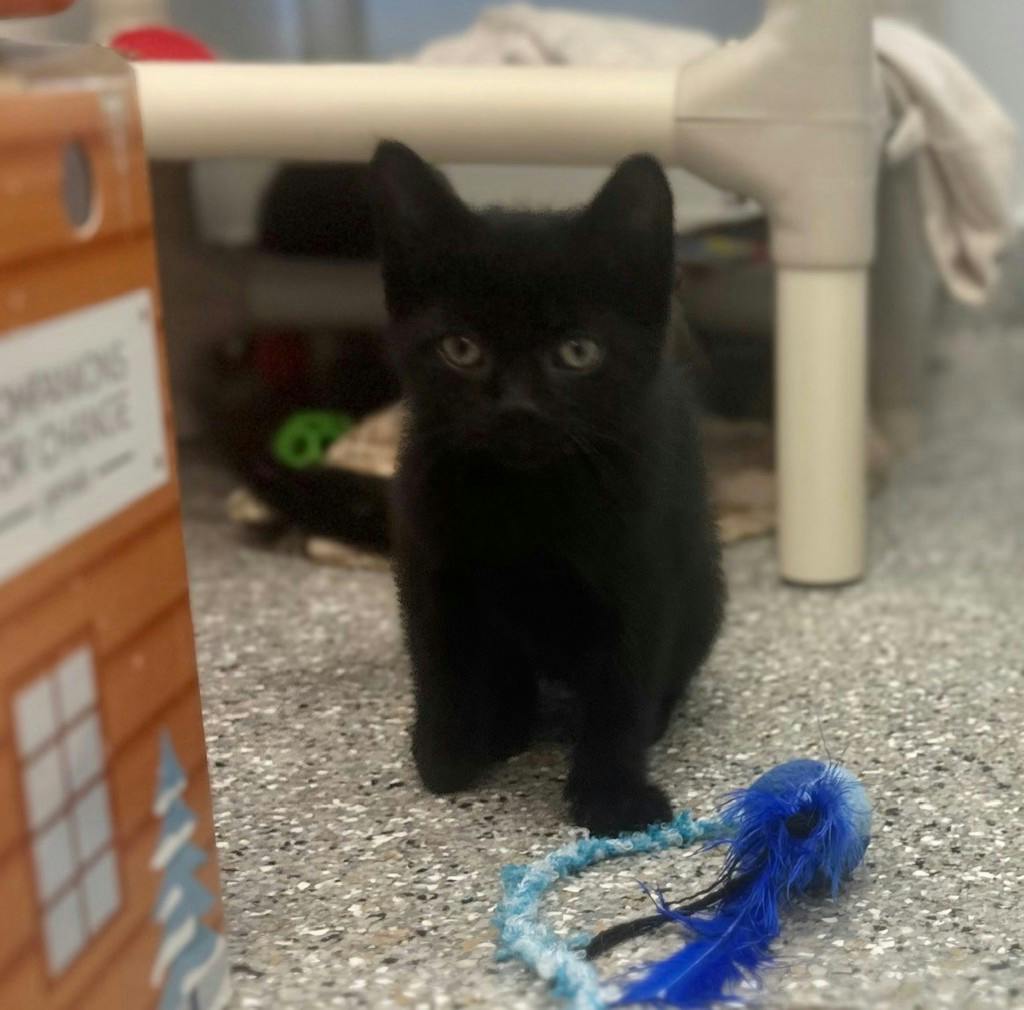Peako, a 9 weeks old Black Male Domestic Short Hair Kitten