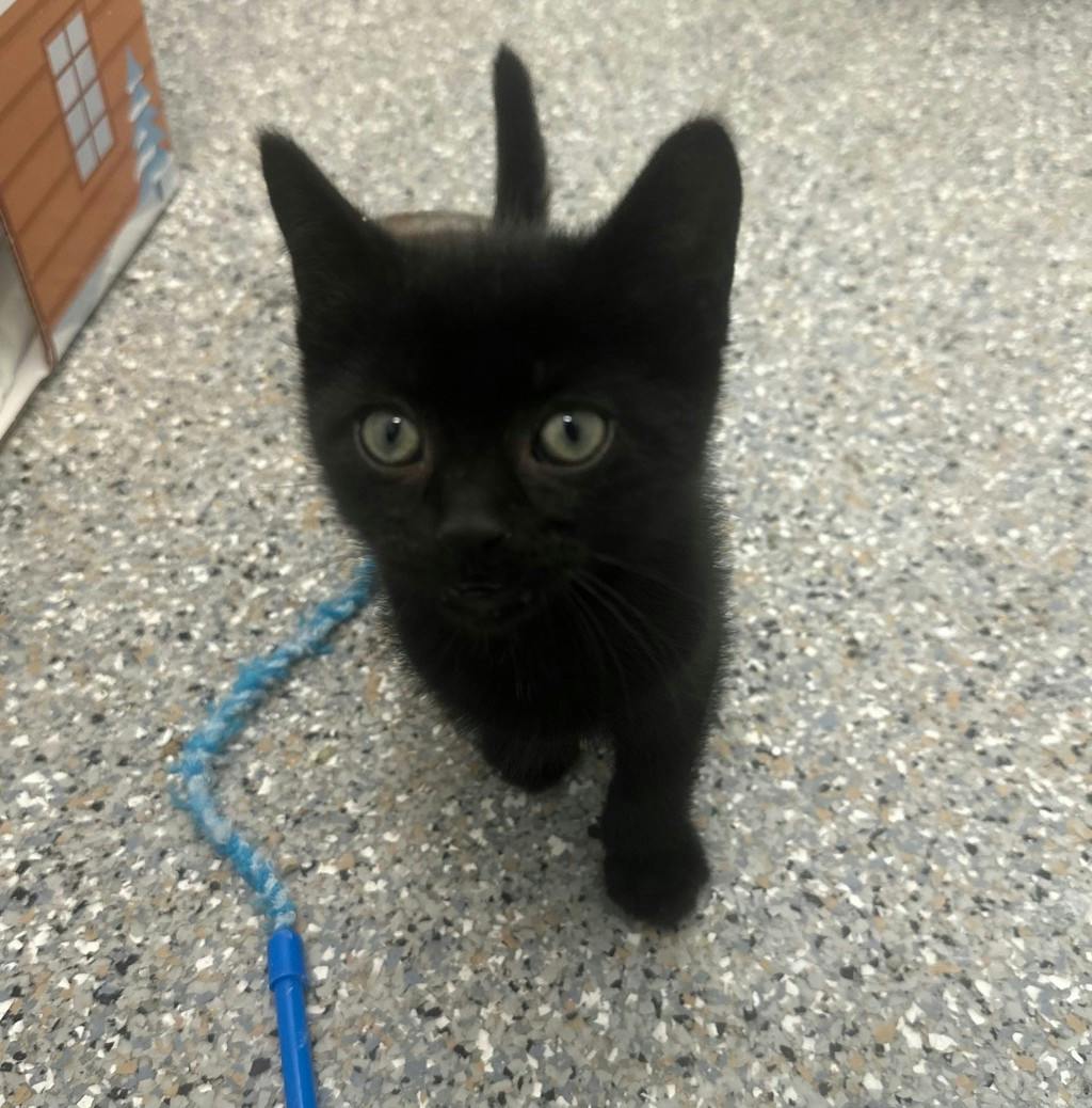 Peako, a 9 weeks old Black Male Domestic Short Hair Kitten