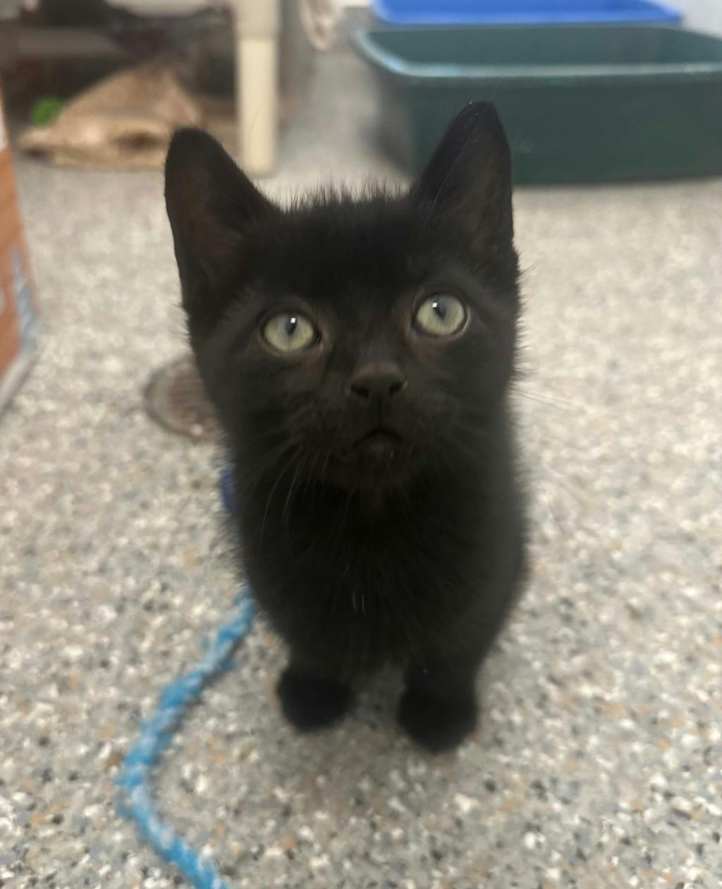 Peako, a 9 weeks old Black Male Domestic Short Hair Kitten