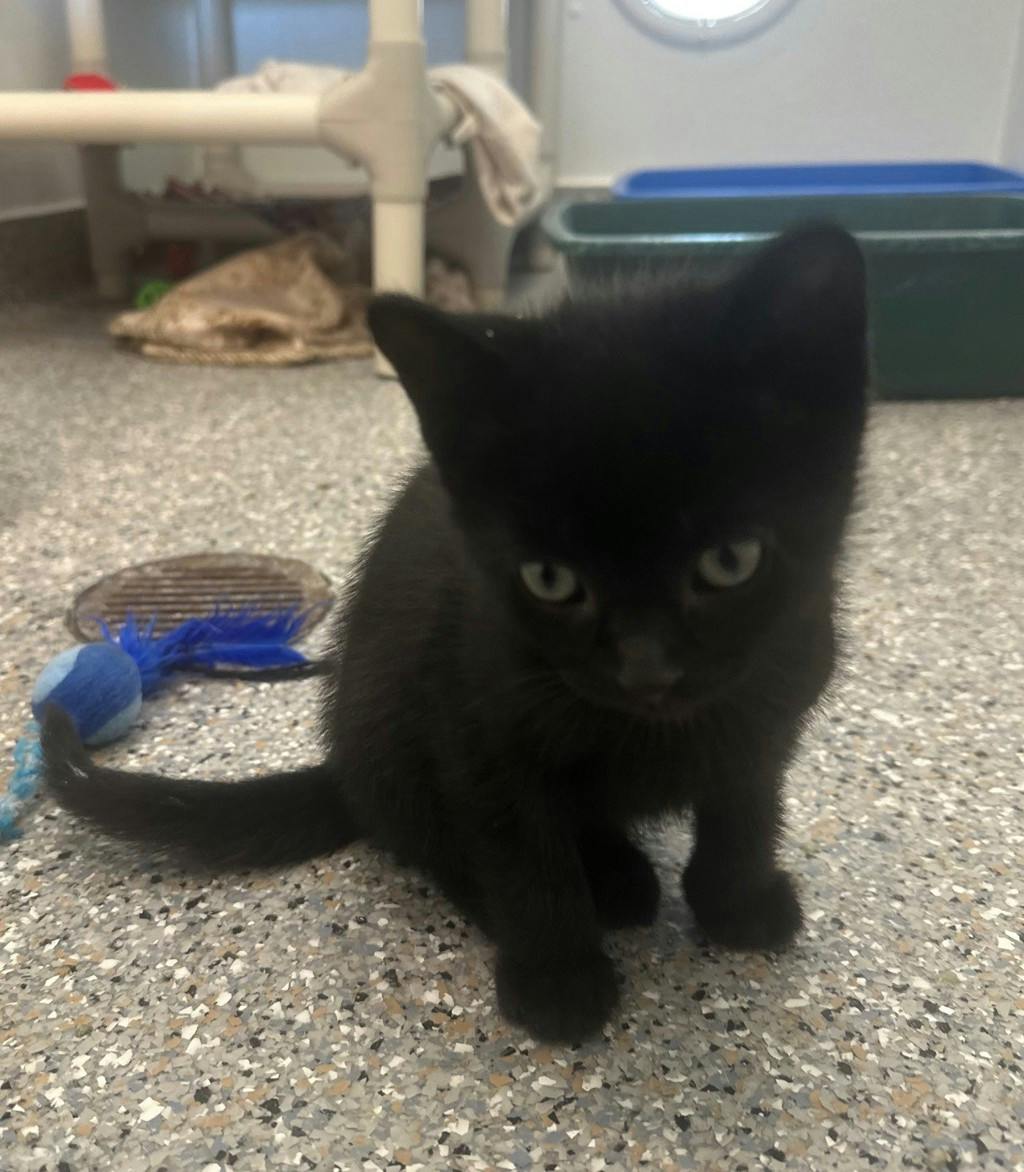 Peako, a 9 weeks old Black Male Domestic Short Hair Kitten
