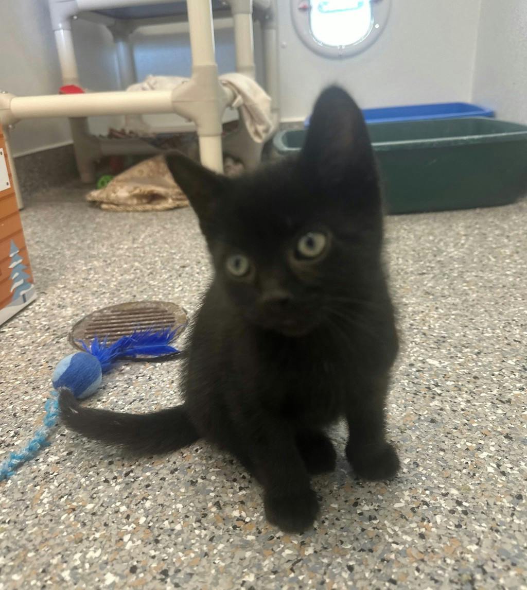 Peako, a 9 weeks old Black Male Domestic Short Hair Kitten
