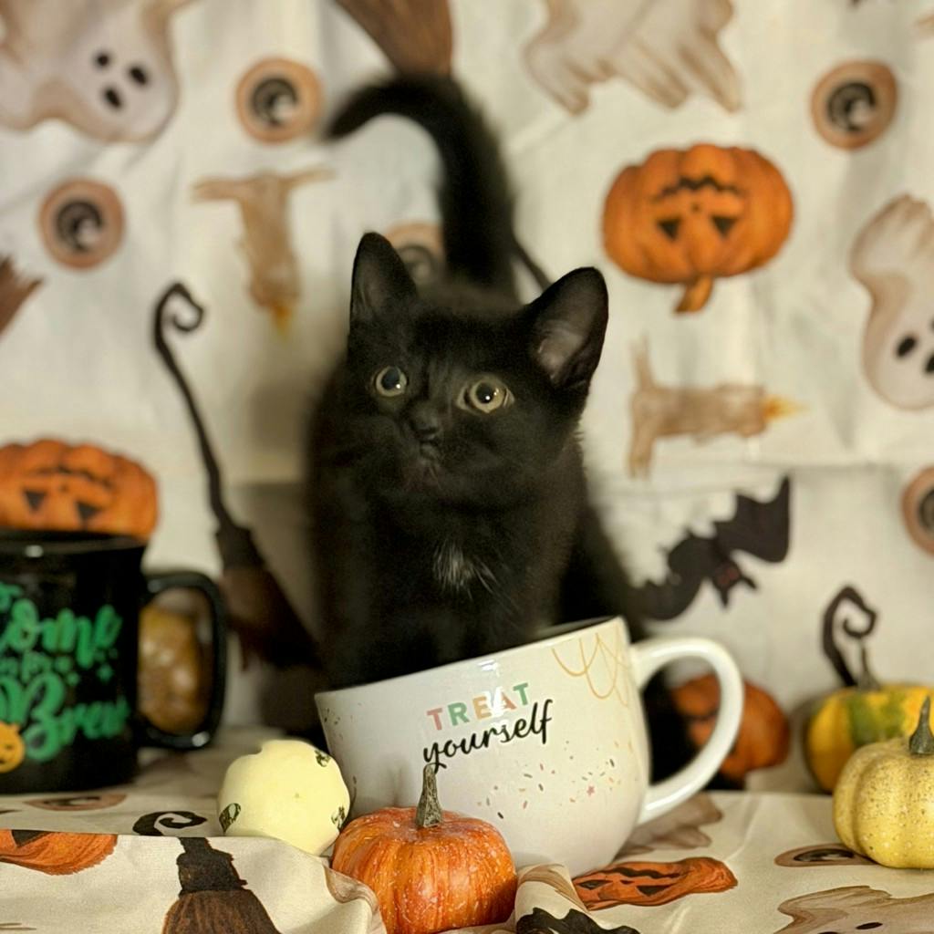 Matcha, a 9 weeks old Black Male Domestic Short Hair Kitten