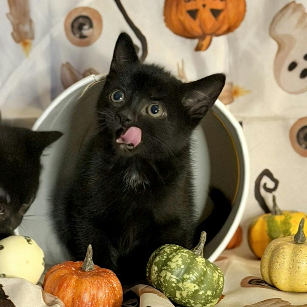 Matcha, a 9 weeks old Black Male Domestic Short Hair Kitten