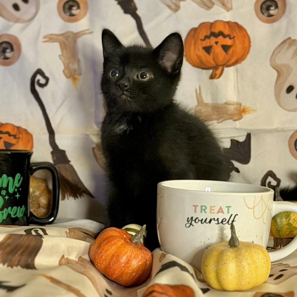 Matcha, a 9 weeks old Black Male Domestic Short Hair Kitten