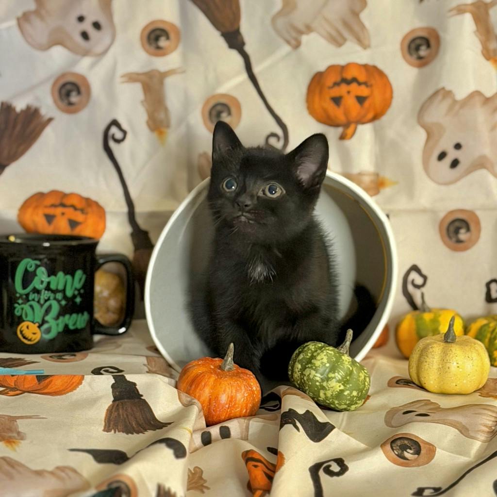 Matcha, a 9 weeks old Black Male Domestic Short Hair Kitten