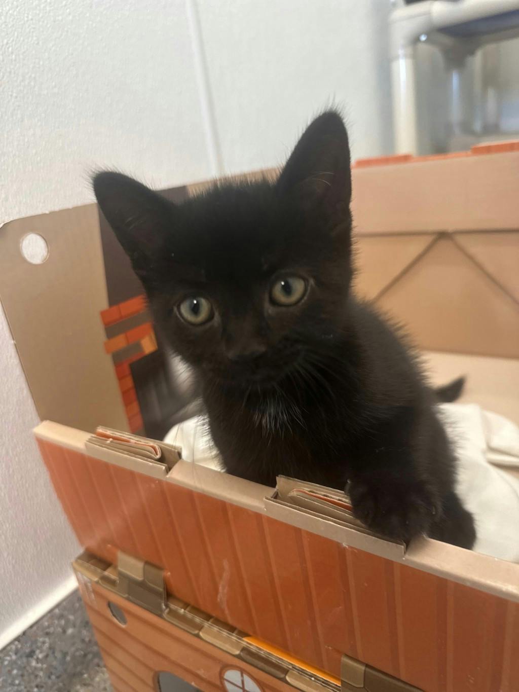 Matcha, a 9 weeks old Black Male Domestic Short Hair Kitten
