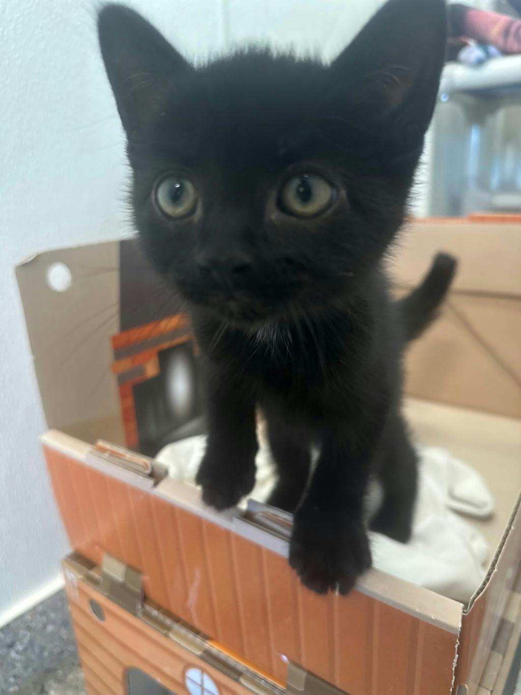 Matcha, a 9 weeks old Black Male Domestic Short Hair Kitten