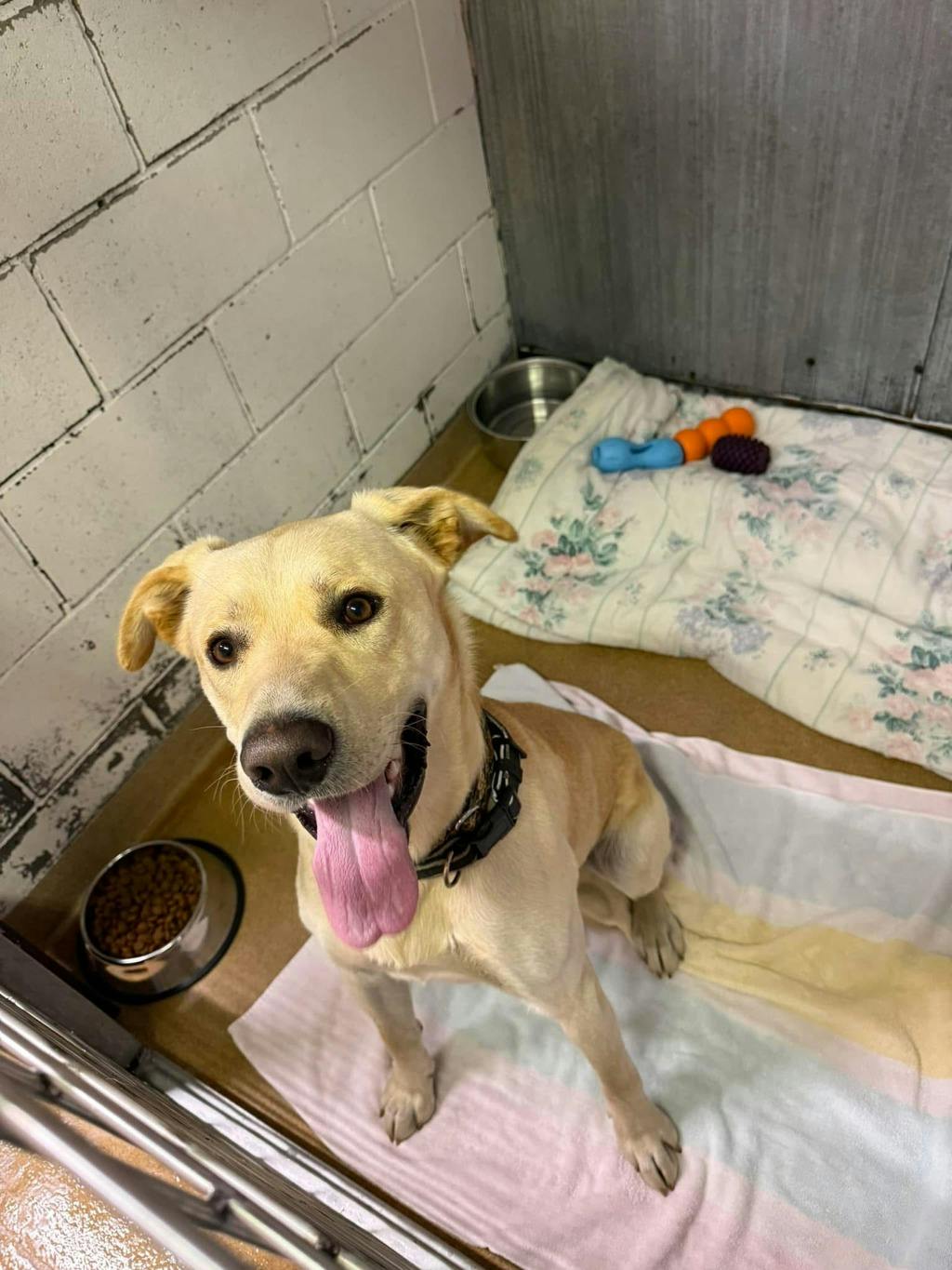 Dexter, a 1 year old Yellow Male Labrador Retriever Dog