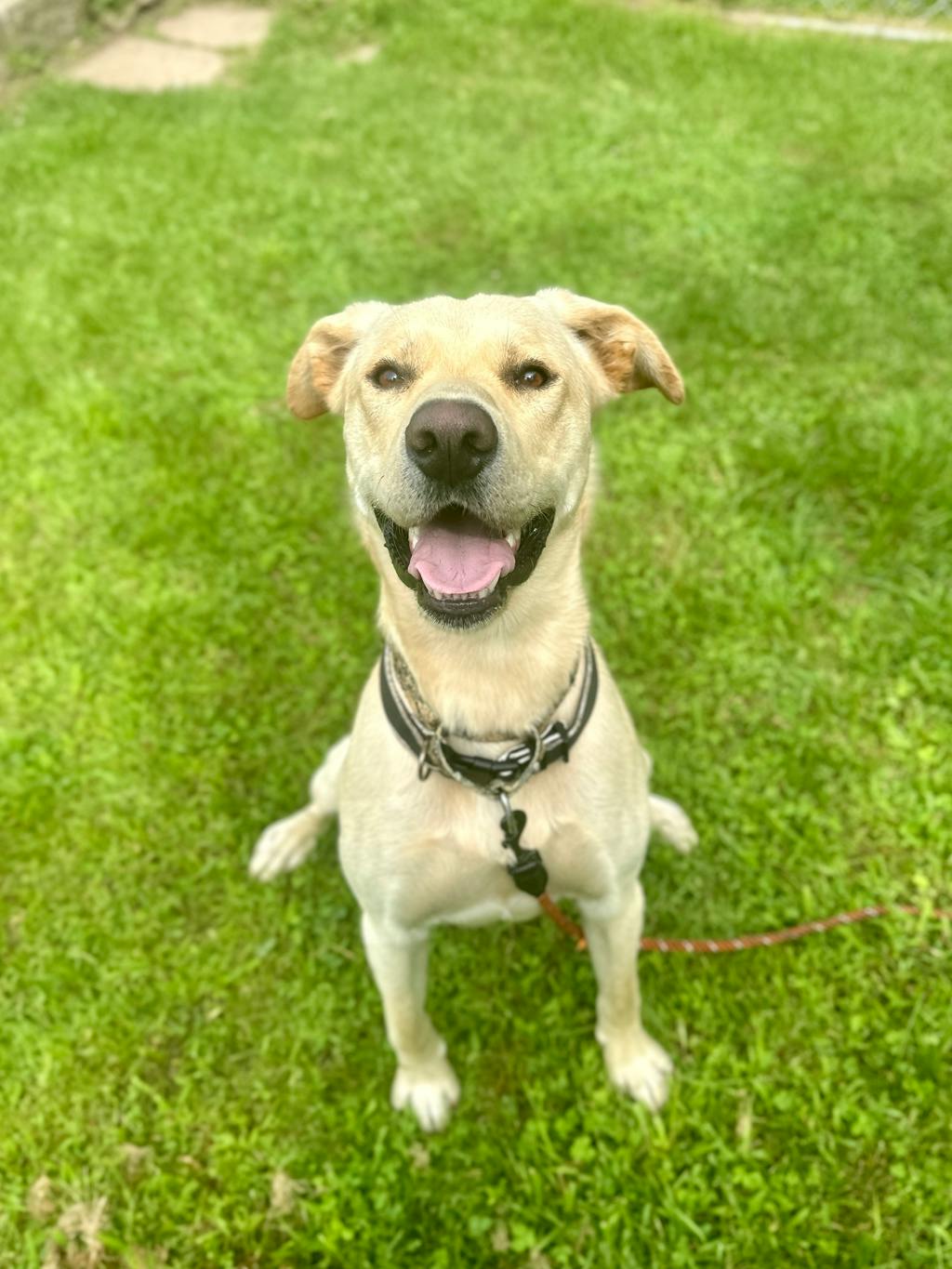 Dexter, a 1 year old Yellow Male Labrador Retriever Dog