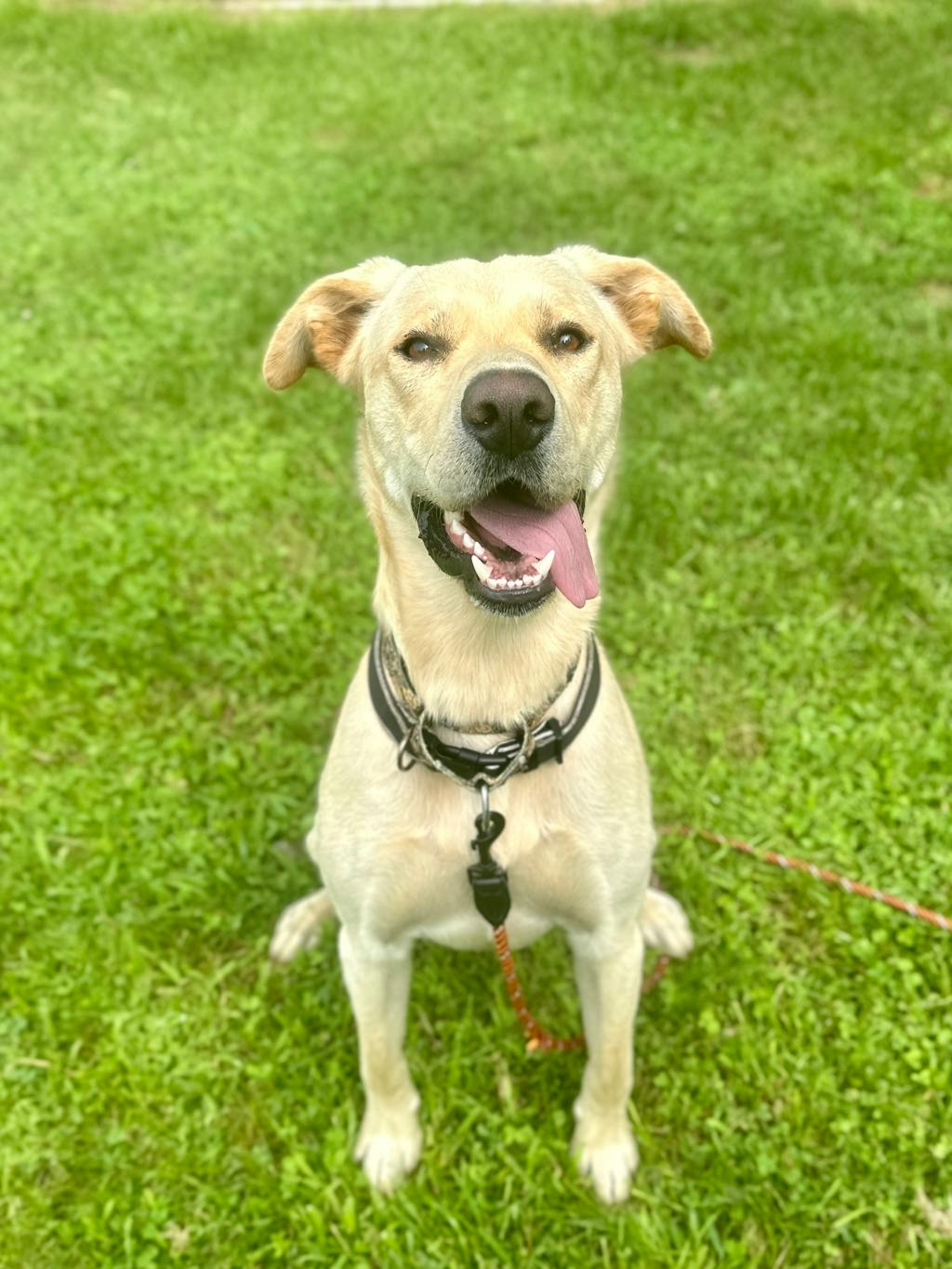 Dexter, a 1 year old Yellow Male Labrador Retriever Dog