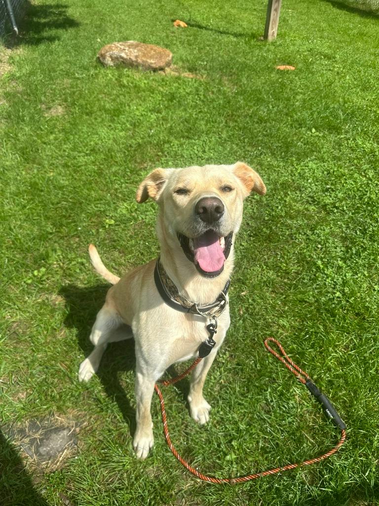 Dexter, a 1 year old Yellow Male Labrador Retriever Dog