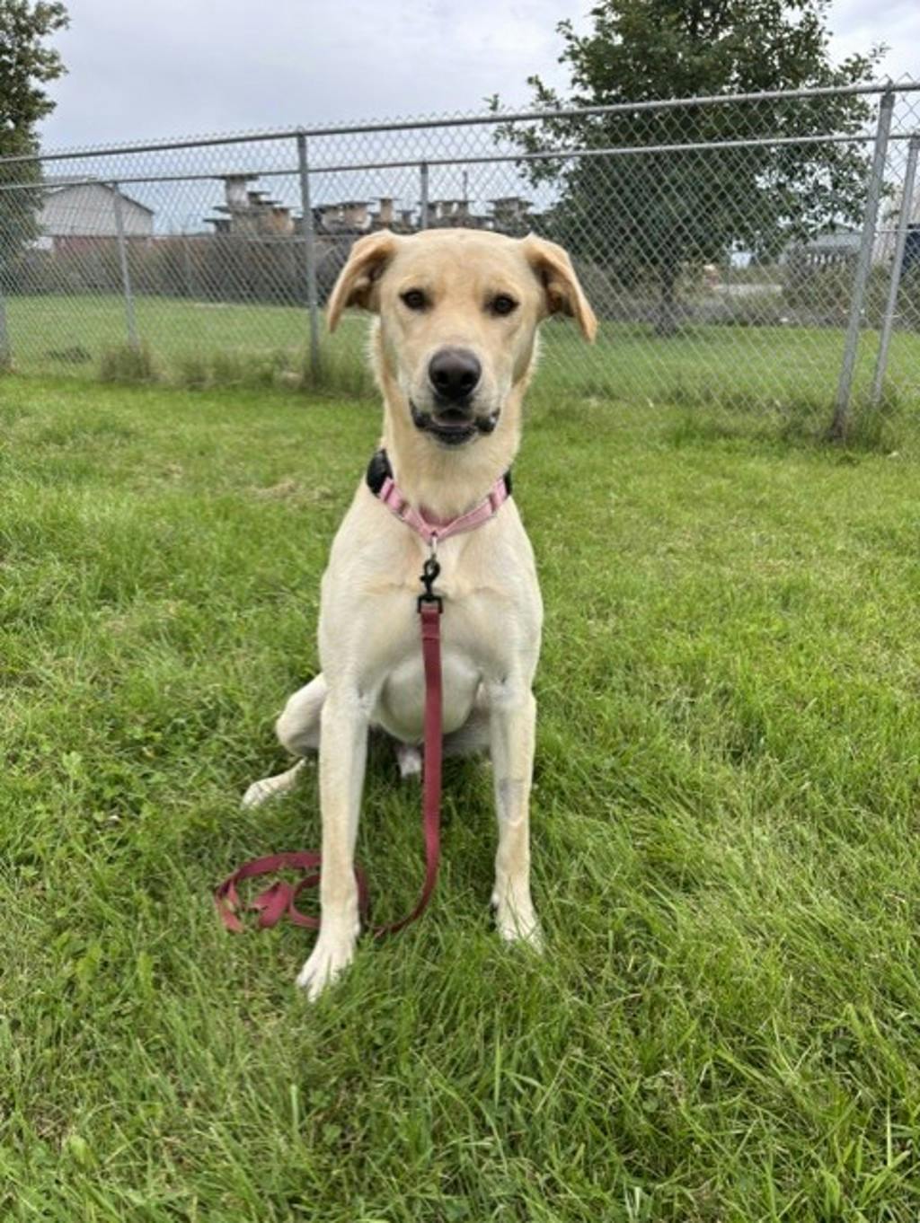 Dexter, a 1 year old Yellow Male Labrador Retriever Dog