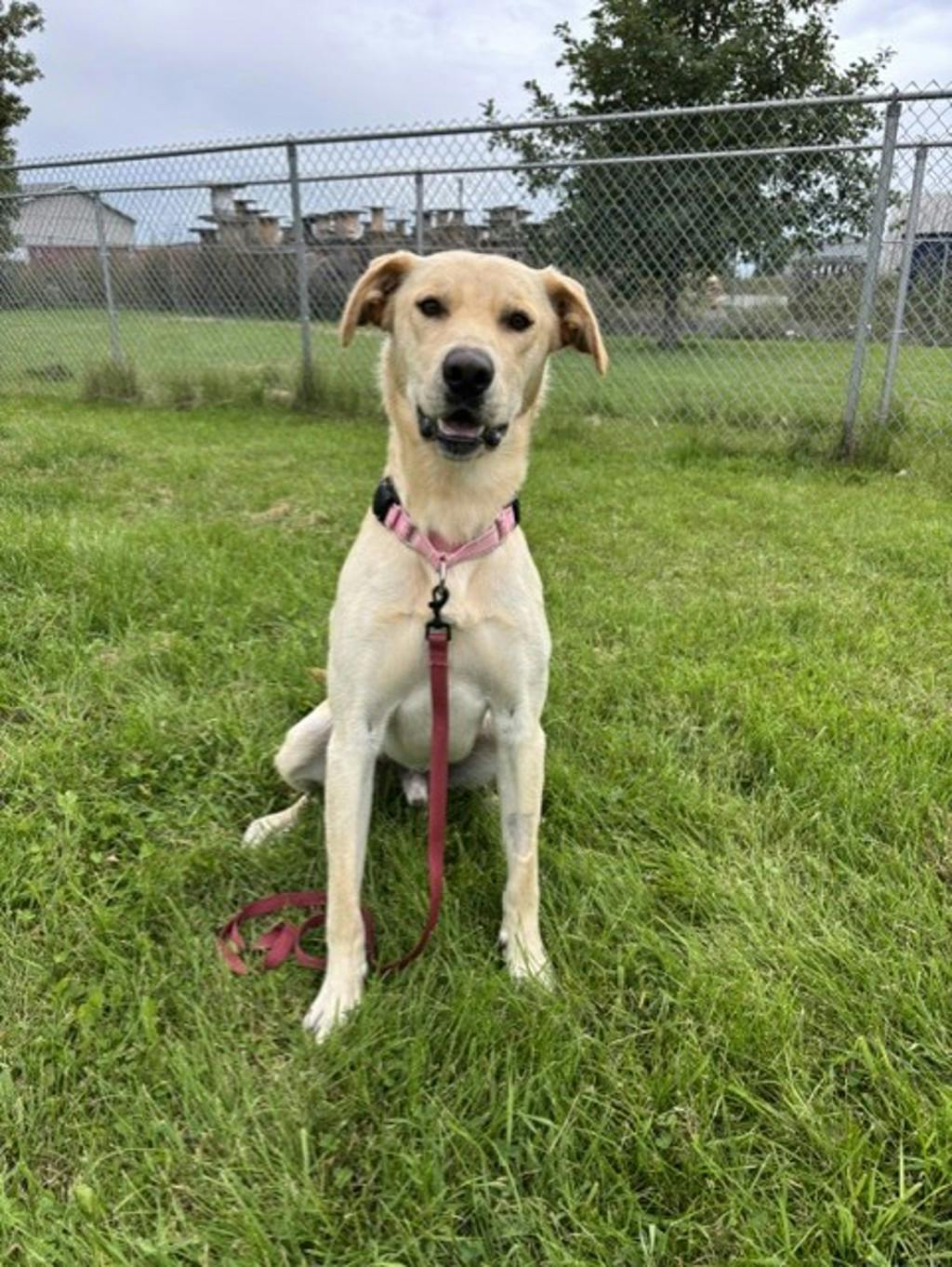 Dexter, a 1 year old Yellow Male Labrador Retriever Dog