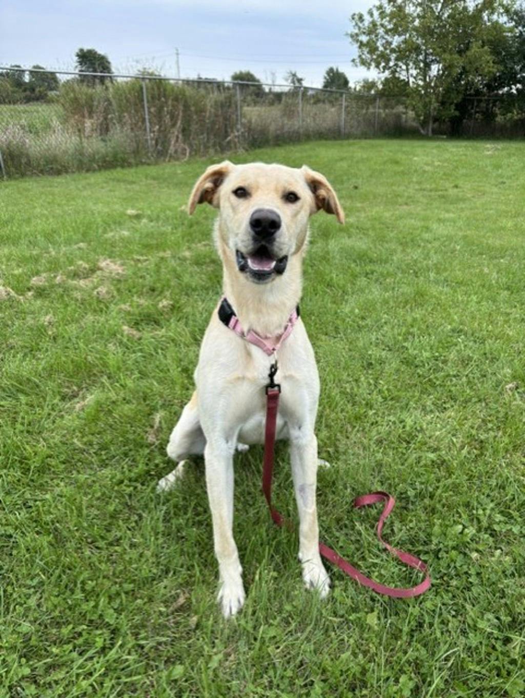 Dexter, a 1 year old Yellow Male Labrador Retriever Dog