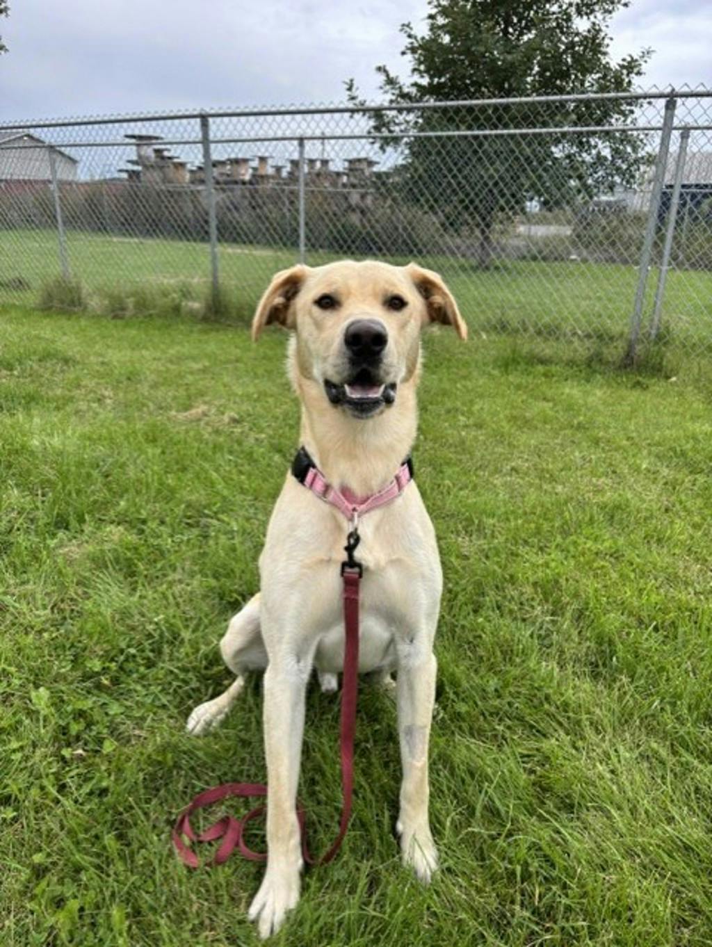 Dexter, a 1 year old Yellow Male Labrador Retriever Dog