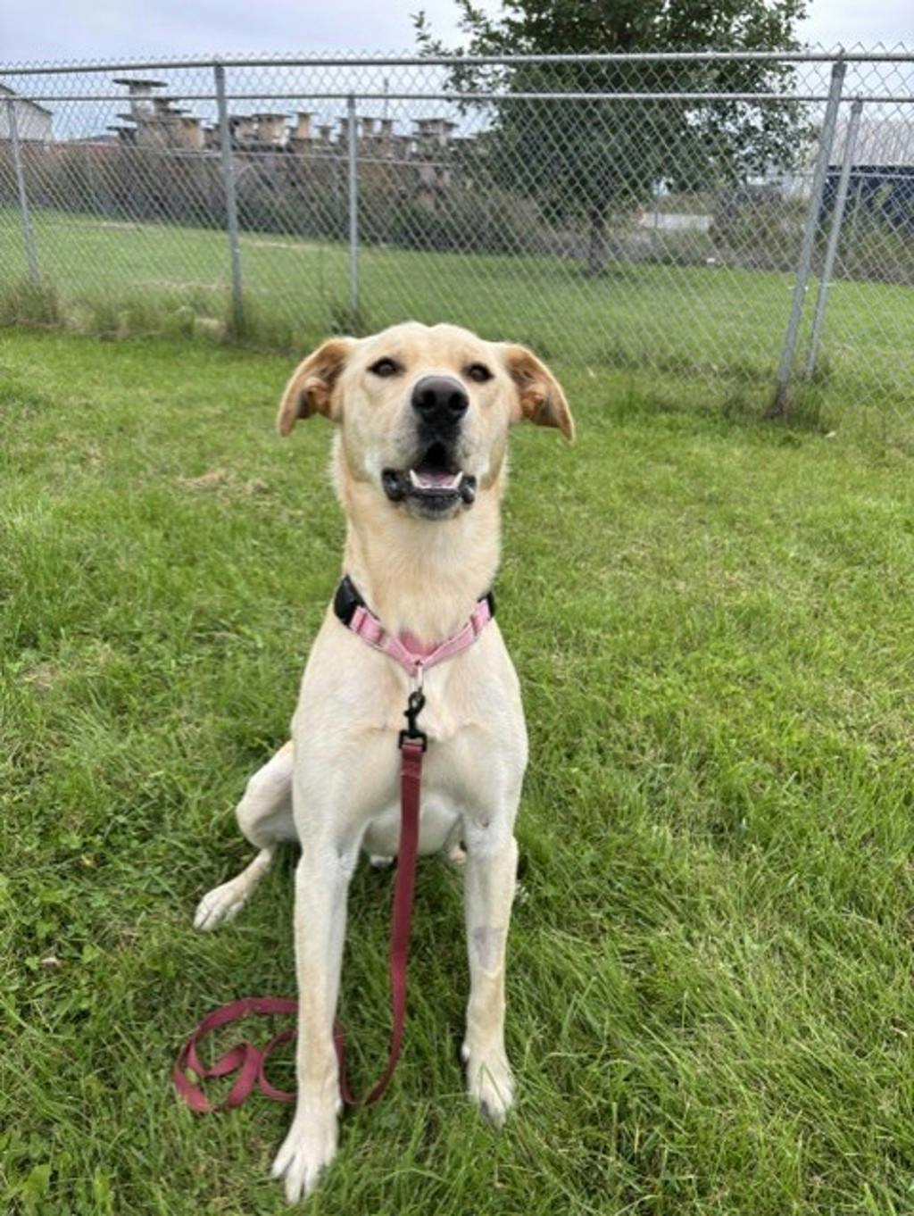 Dexter, a 1 year old Yellow Male Labrador Retriever Dog