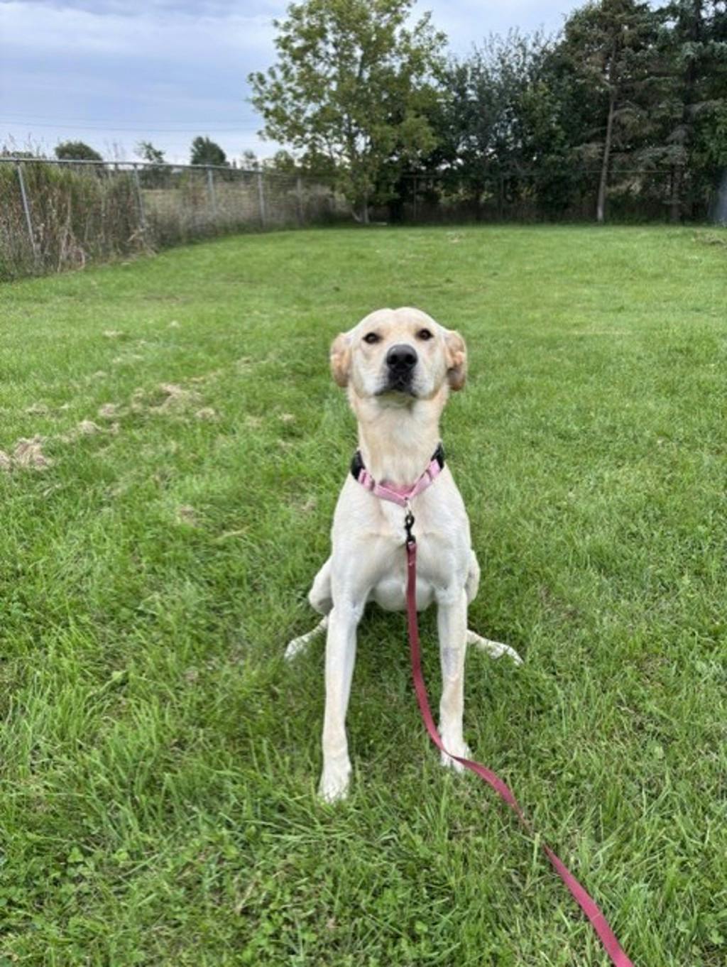 Dexter, a 1 year old Yellow Male Labrador Retriever Dog