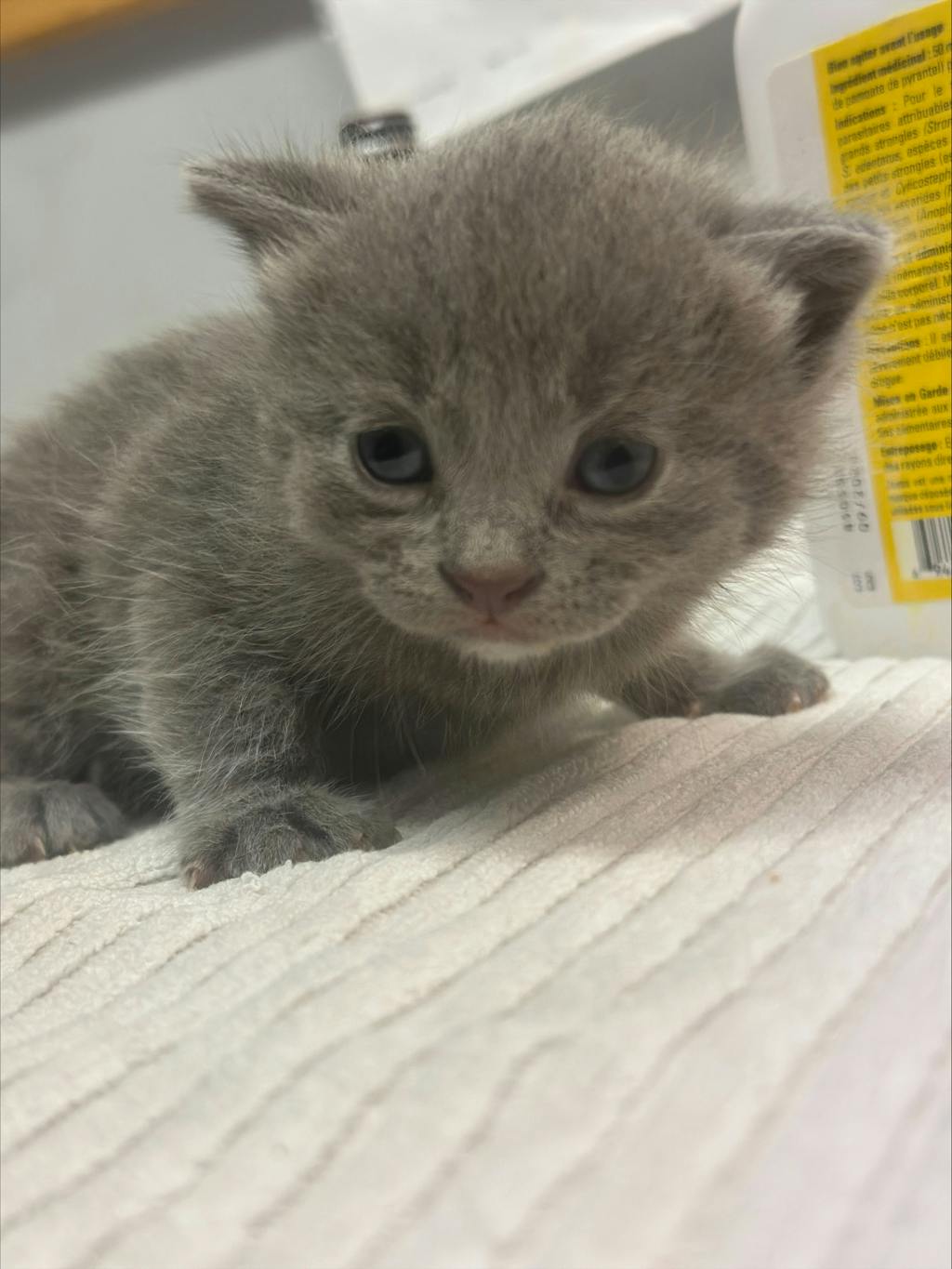 Pink Lady, a 8 weeks old Grey Female Domestic Short Hair Kitten