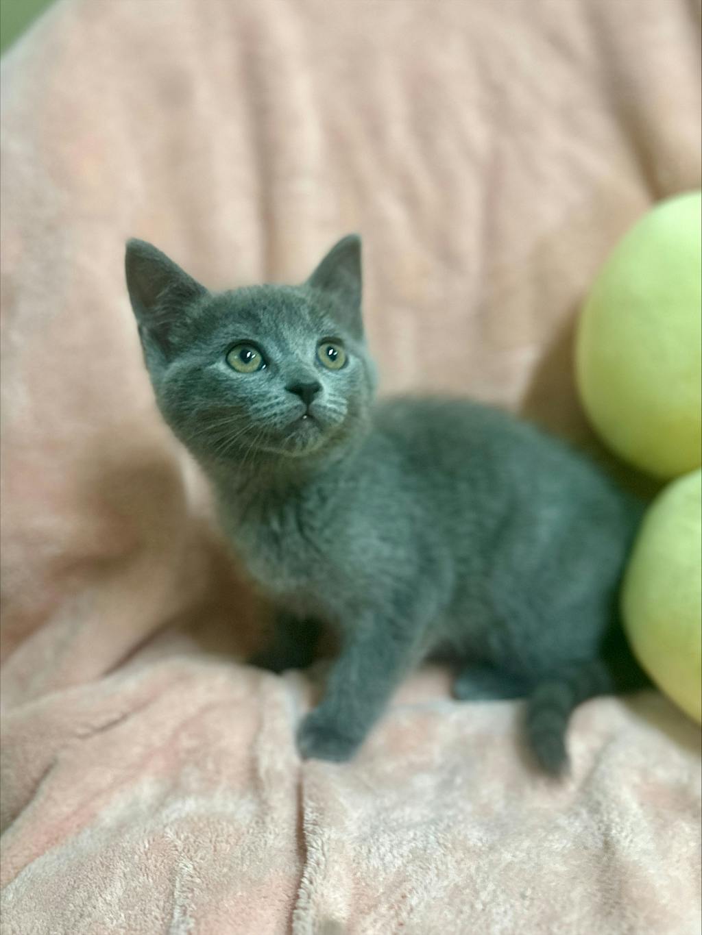 Pink Lady, a 8 weeks old Grey Female Domestic Short Hair Kitten