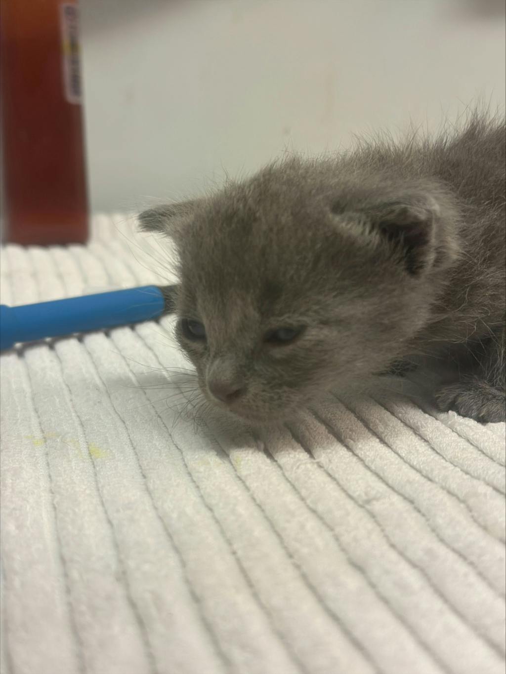 McIntosh, a 8 weeks old Grey Male Domestic Short Hair Kitten