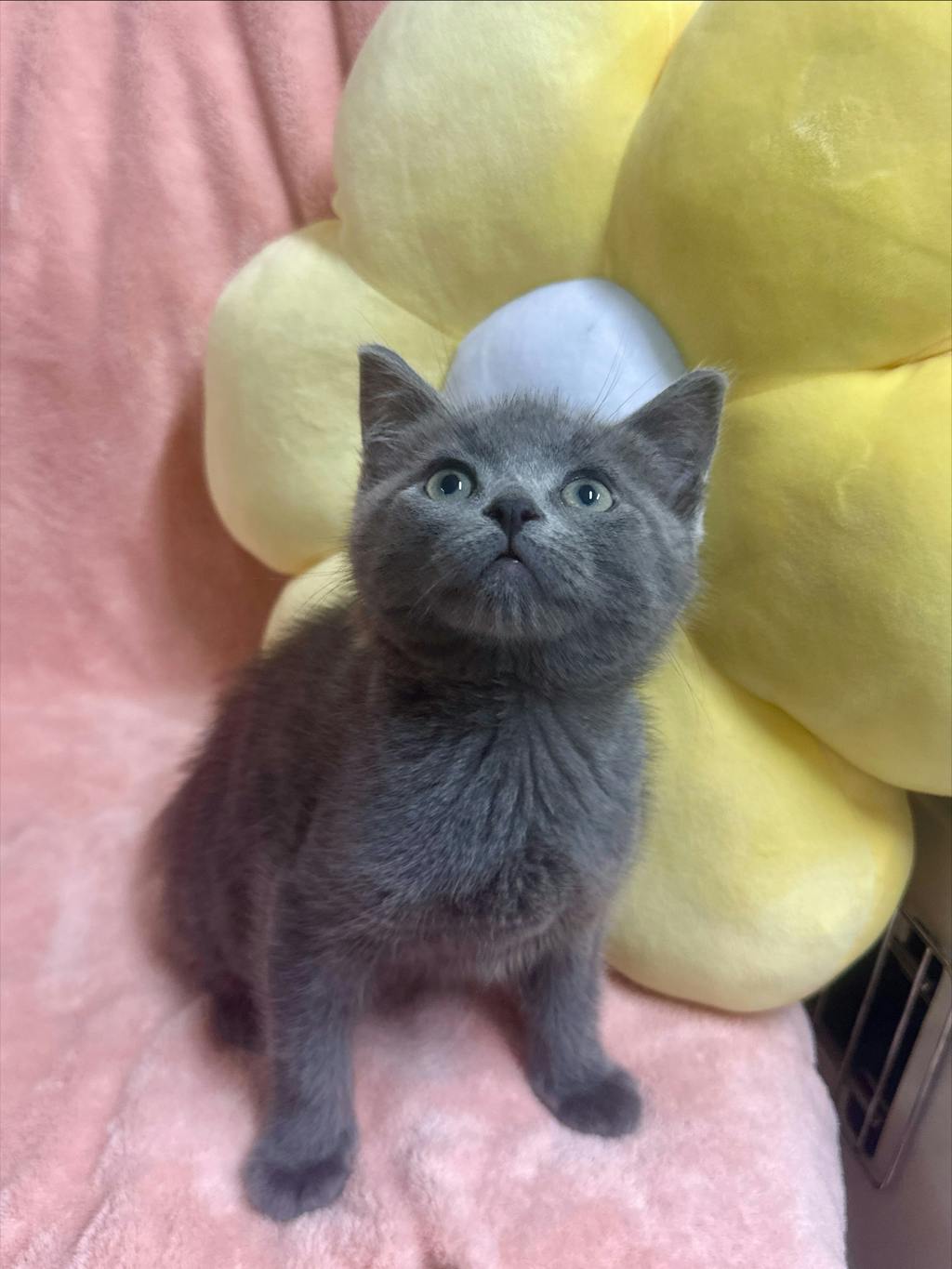 McIntosh, a 8 weeks old Grey Male Domestic Short Hair Kitten