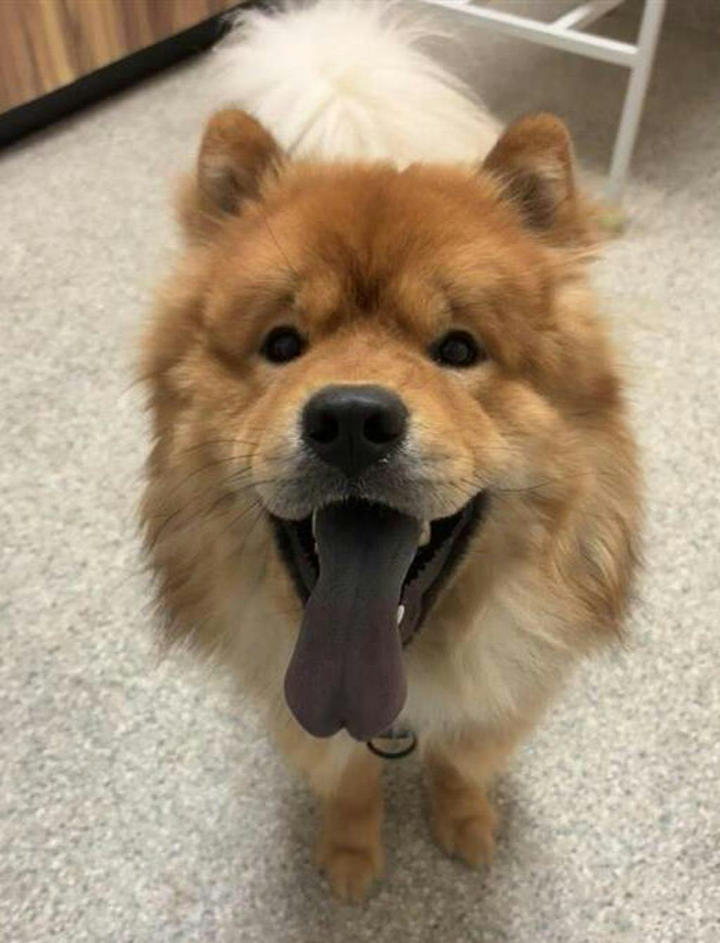 Simba Image
