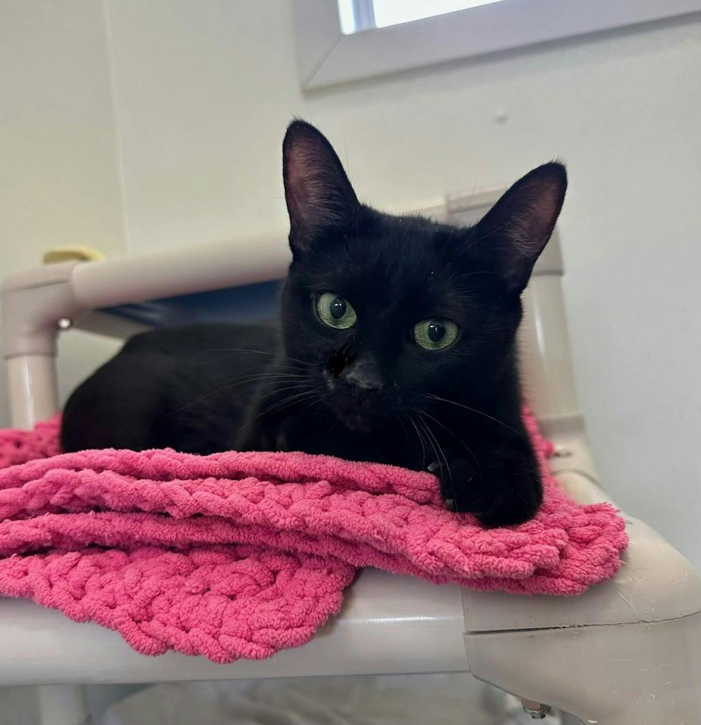 Angel, a 2 years and 1 month old Black Female Domestic Short Hair Cat