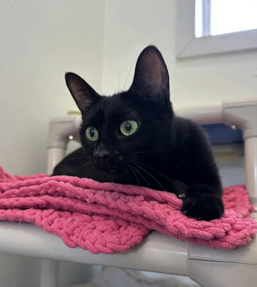 Angel, a 2 years and 1 month old Black Female Domestic Short Hair Cat