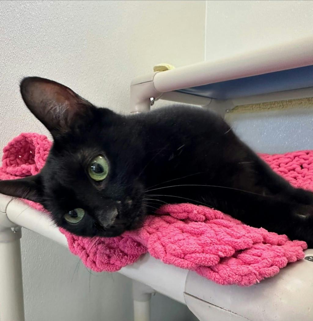 Angel, a 2 years and 1 month old Black Female Domestic Short Hair Cat