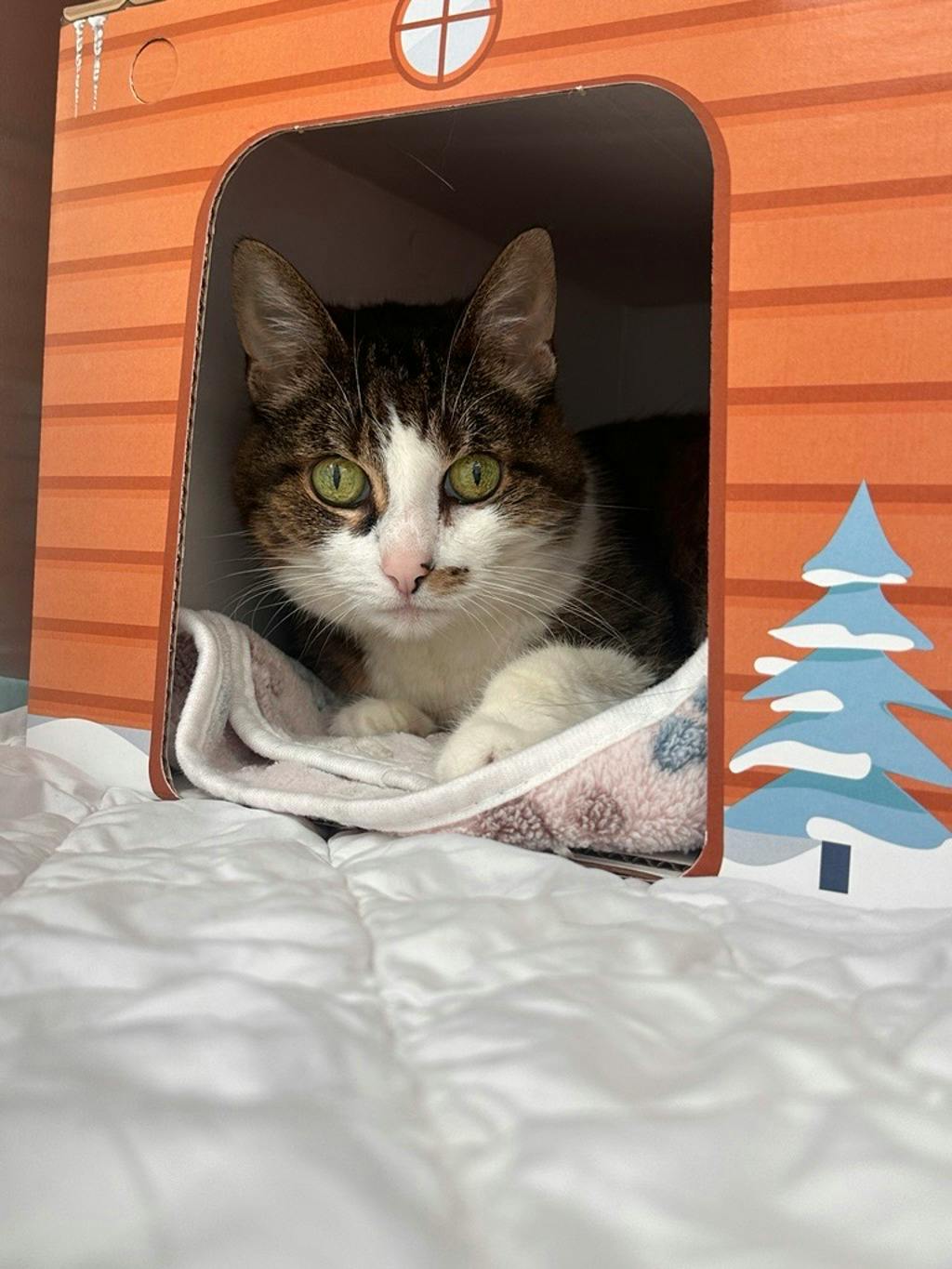 Miss Kitty Image