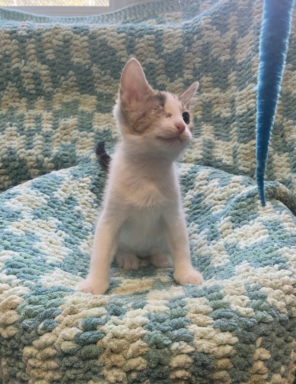 Sassy, a 11 weeks old Brown Tabby Male Domestic Medium Hair Kitten