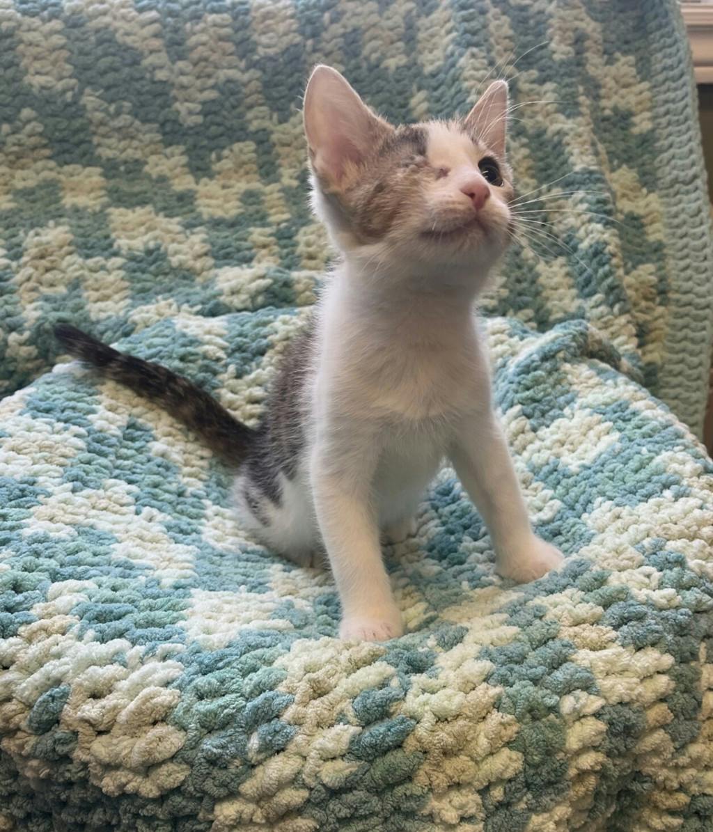 Sassy, a 11 weeks old Brown Tabby Male Domestic Medium Hair Kitten
