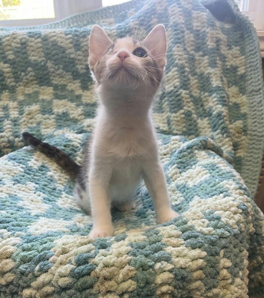 Sassy, a 11 weeks old Brown Tabby Male Domestic Medium Hair Kitten