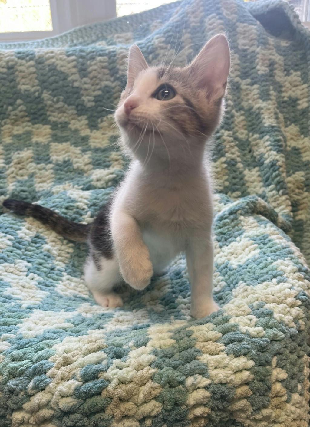 Sassy, a 11 weeks old Brown Tabby Male Domestic Medium Hair Kitten