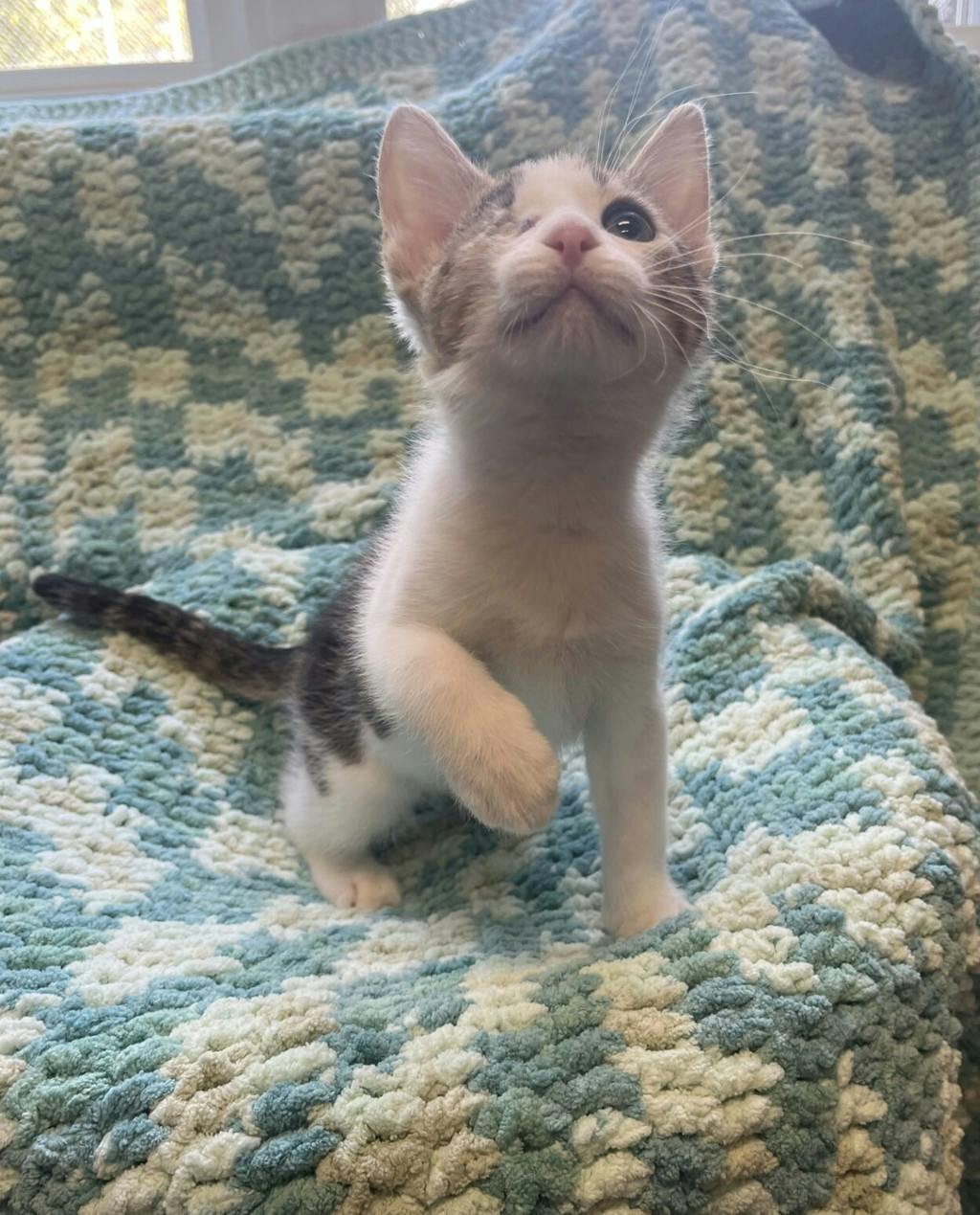 Sassy, a 11 weeks old Brown Tabby Male Domestic Medium Hair Kitten