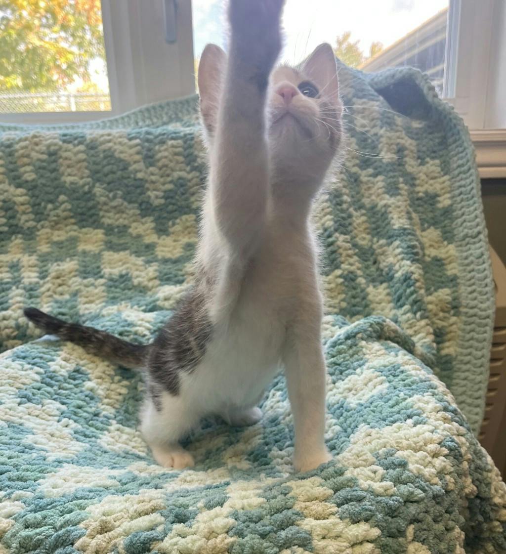 Sassy, a 11 weeks old Brown Tabby Male Domestic Medium Hair Kitten