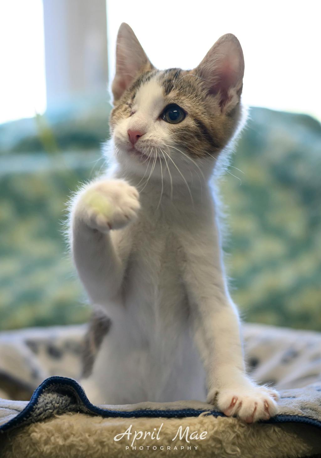 Sassy, a 11 weeks old Brown Tabby Male Domestic Medium Hair Kitten