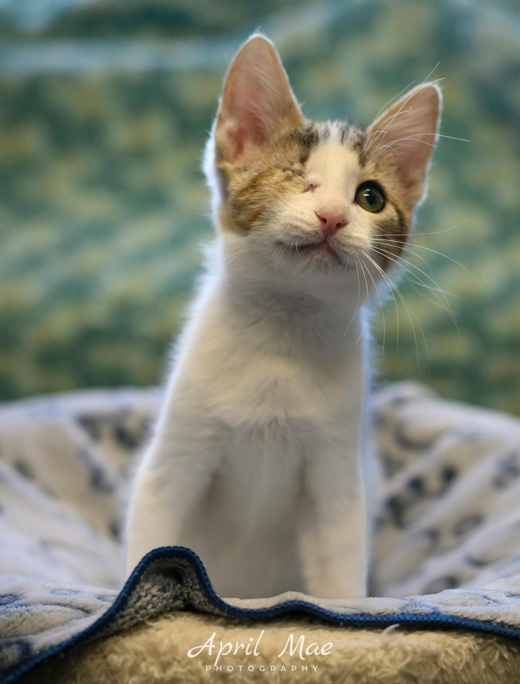 Sassy, a 11 weeks old Brown Tabby Male Domestic Medium Hair Kitten