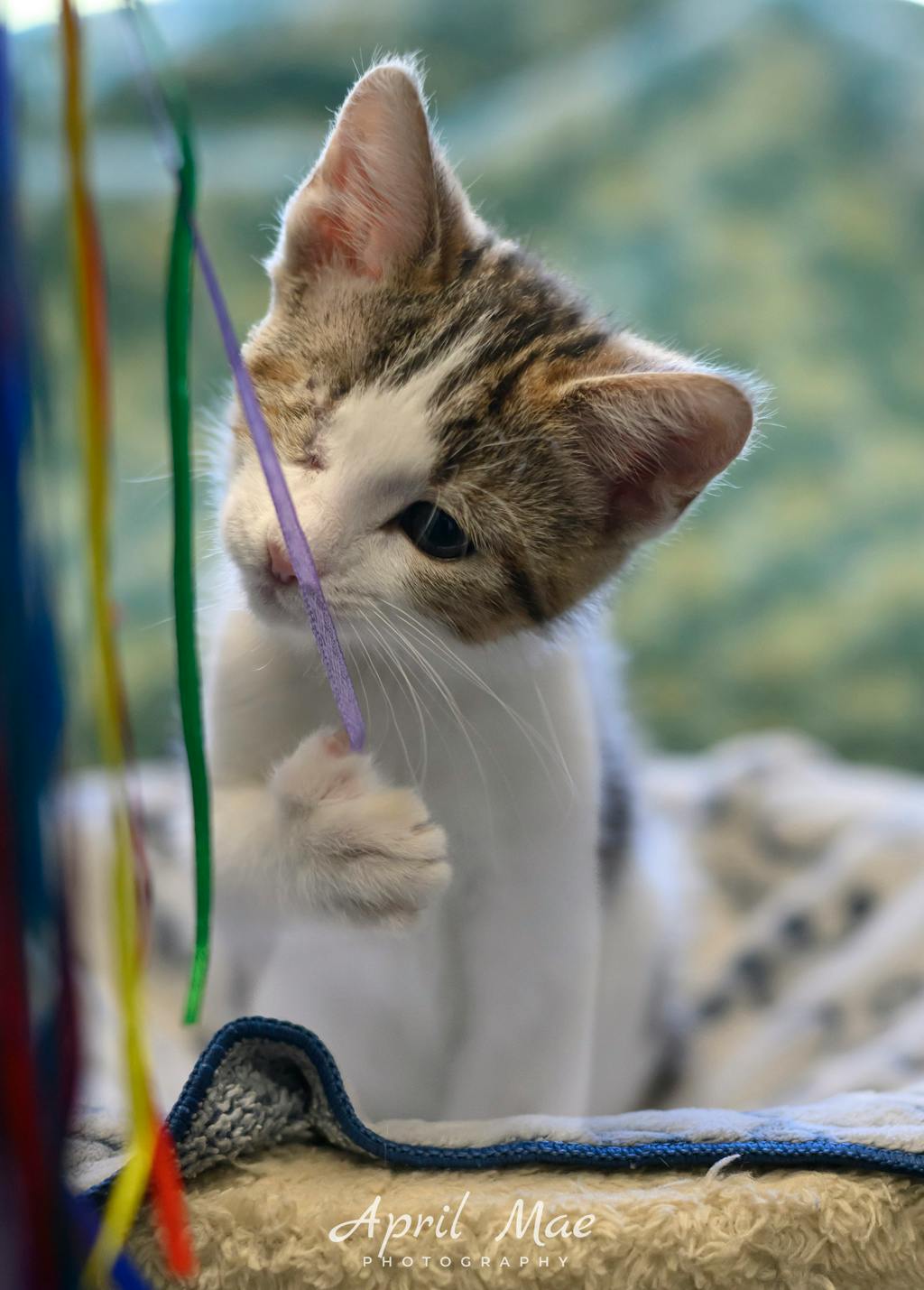 Sassy, a 11 weeks old Brown Tabby Male Domestic Medium Hair Kitten