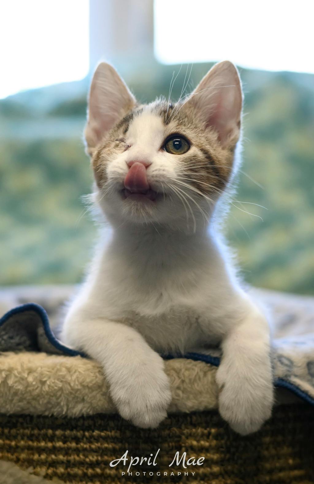 Sassy, a 11 weeks old Brown Tabby Male Domestic Medium Hair Kitten