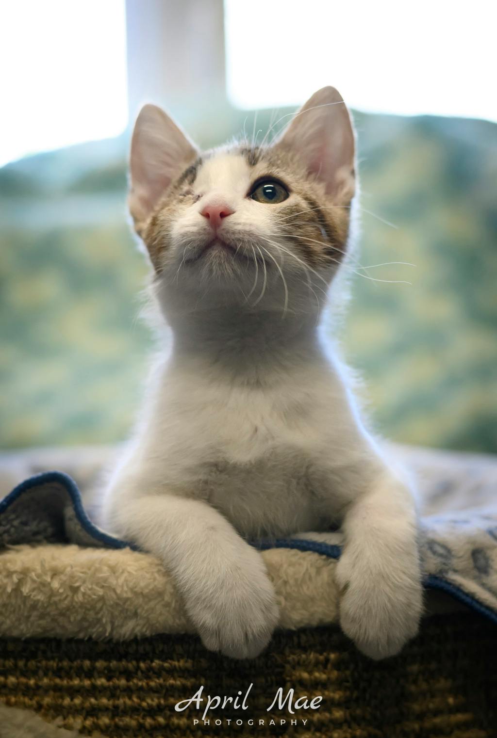 Sassy, a 11 weeks old Brown Tabby Male Domestic Medium Hair Kitten